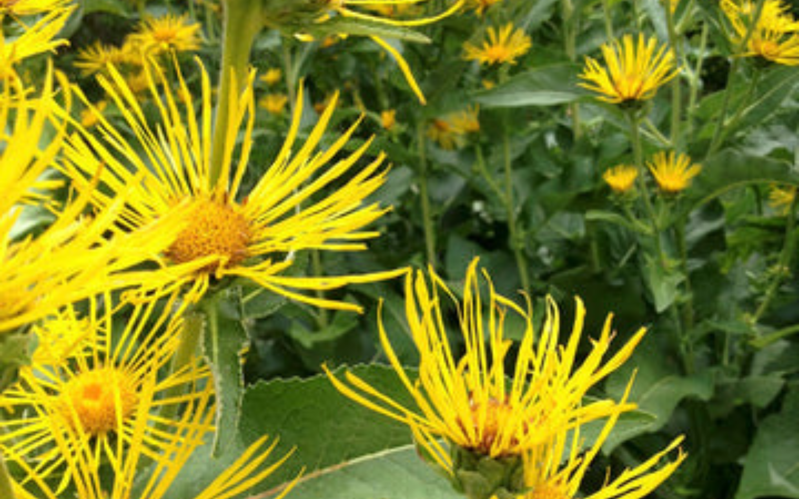Immune Boosting Herbs for your Garden