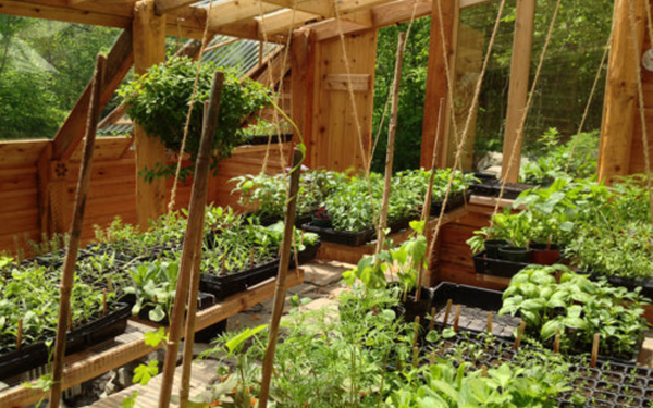 Garden Greenhouse Kits and Supplies – Mother Earth News