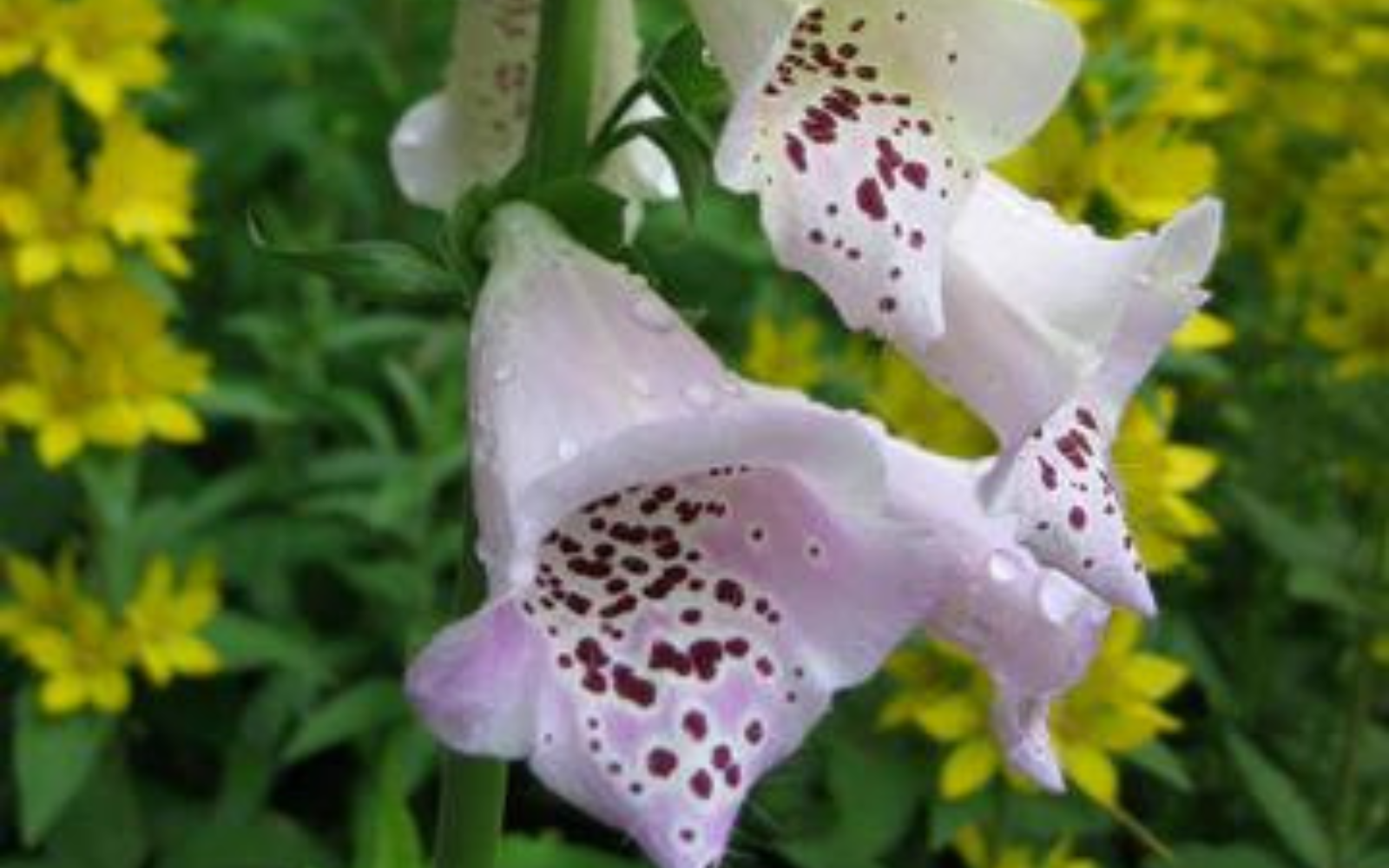 Welcome to Raven Crest Botanicals!