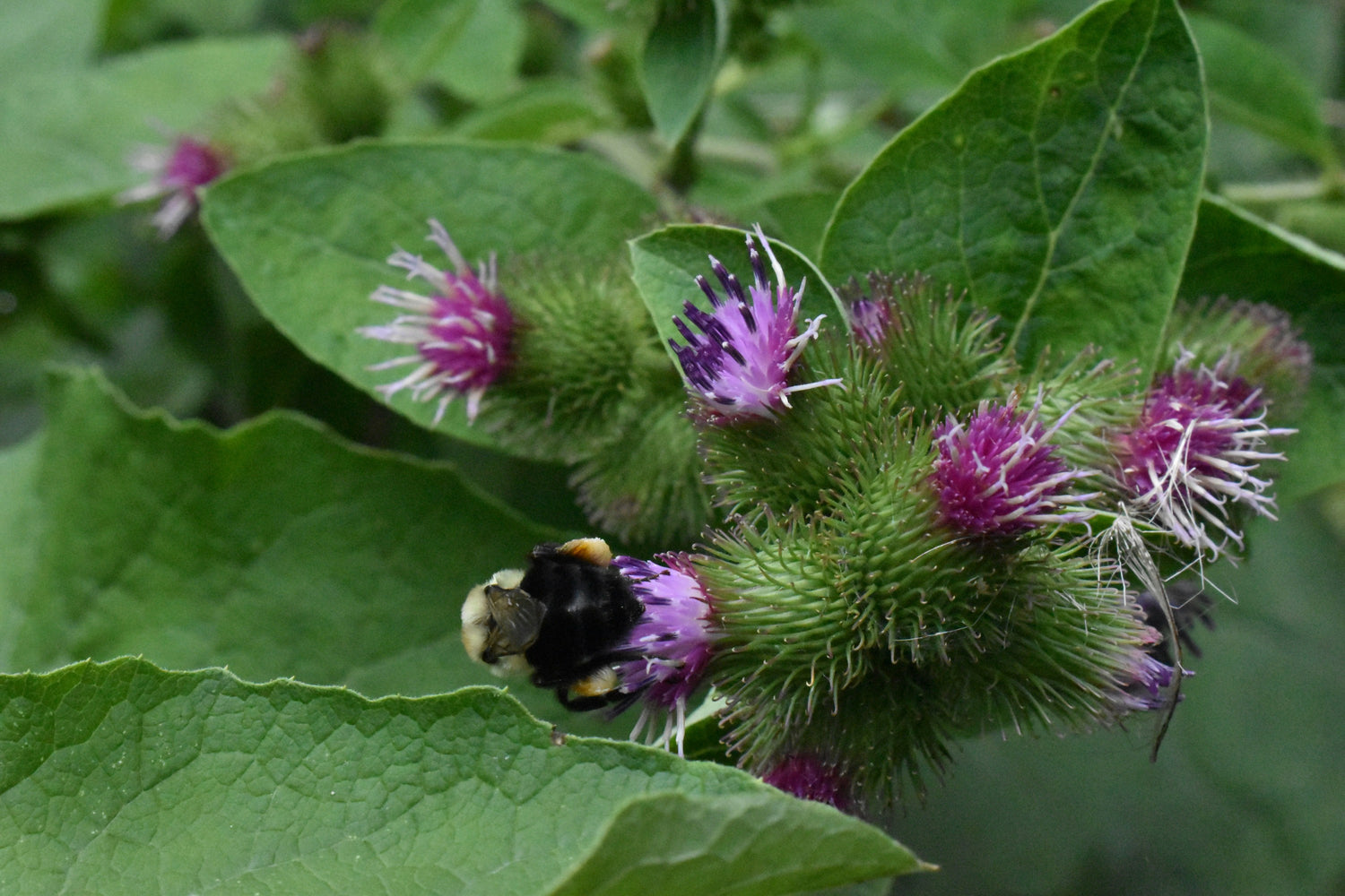 Plant of the Month - Burdock
