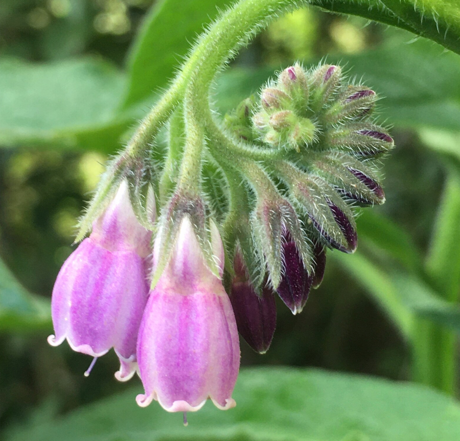 Comfrey Comfrey