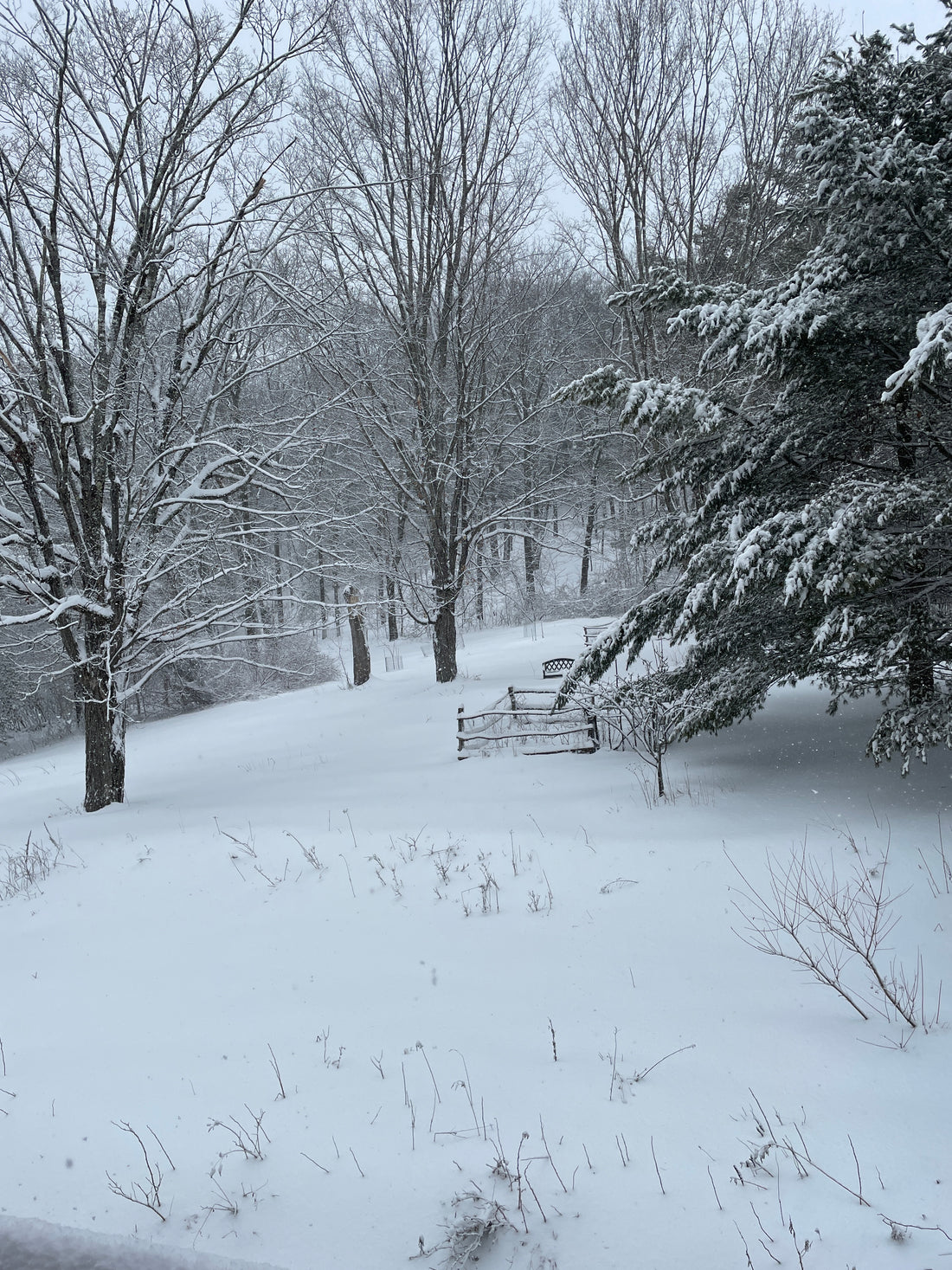 Green Medicine CSA Share – Winter