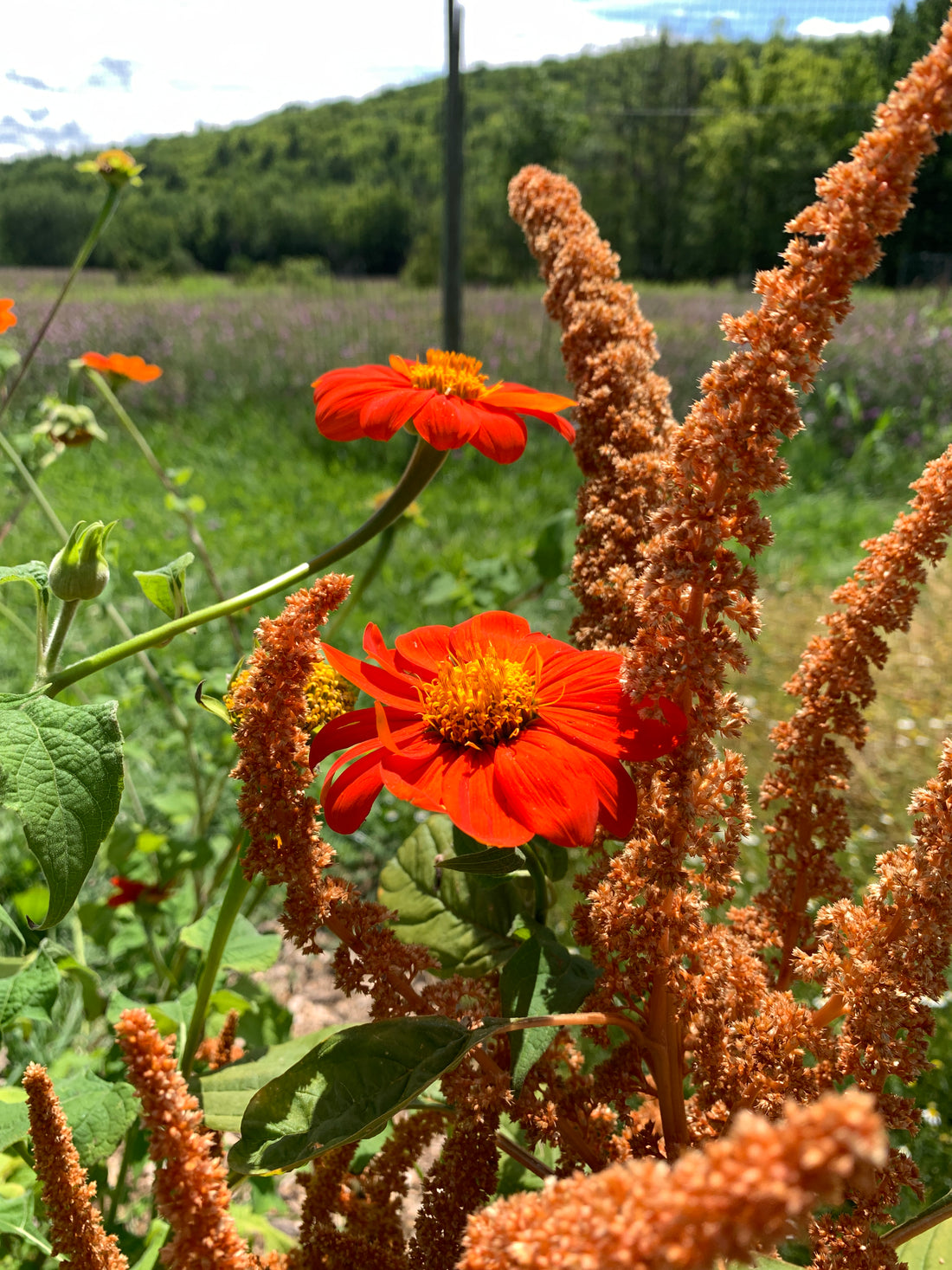 Green Medicine CSA Share - Summer
