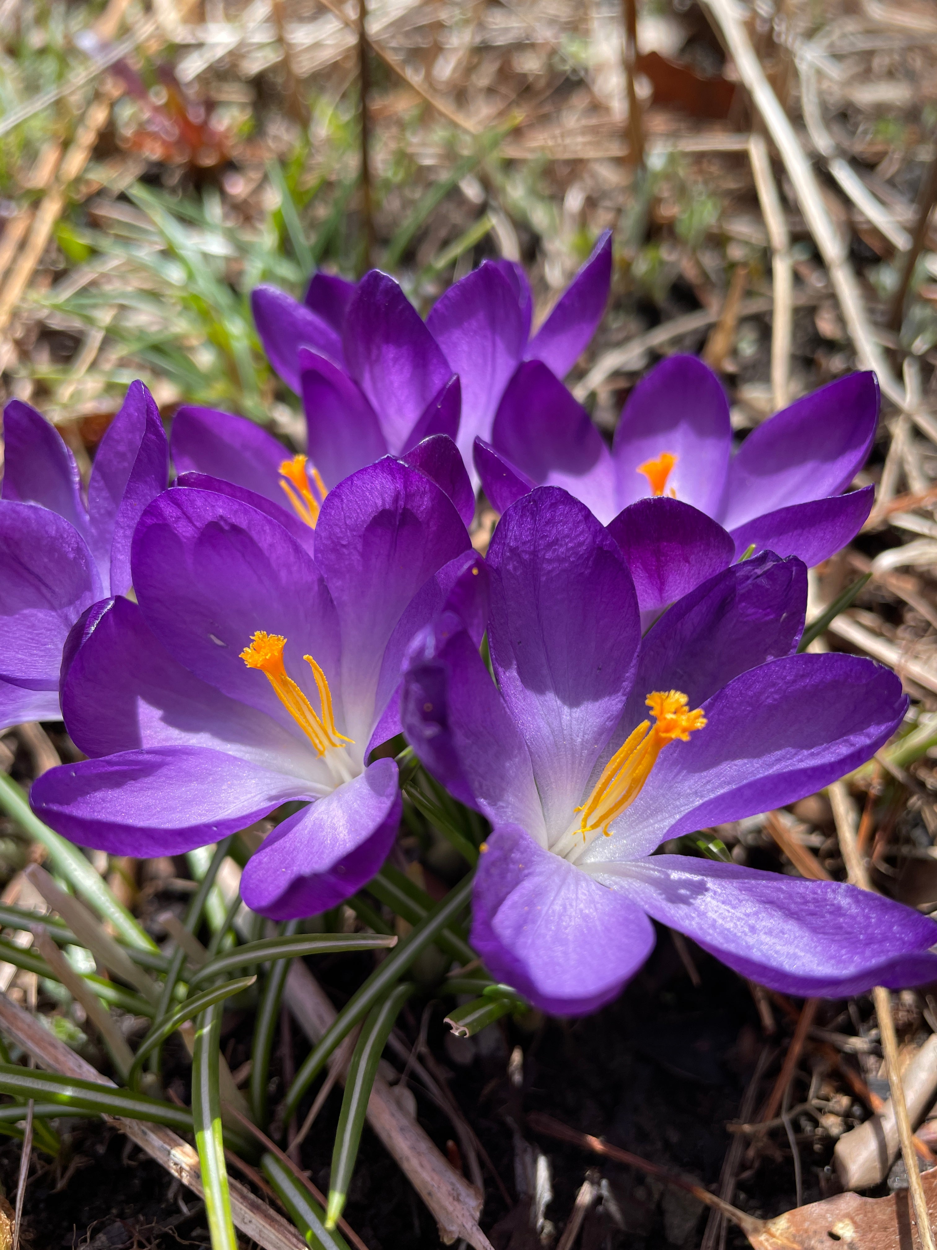 Green Medicine CSA Share - Spring