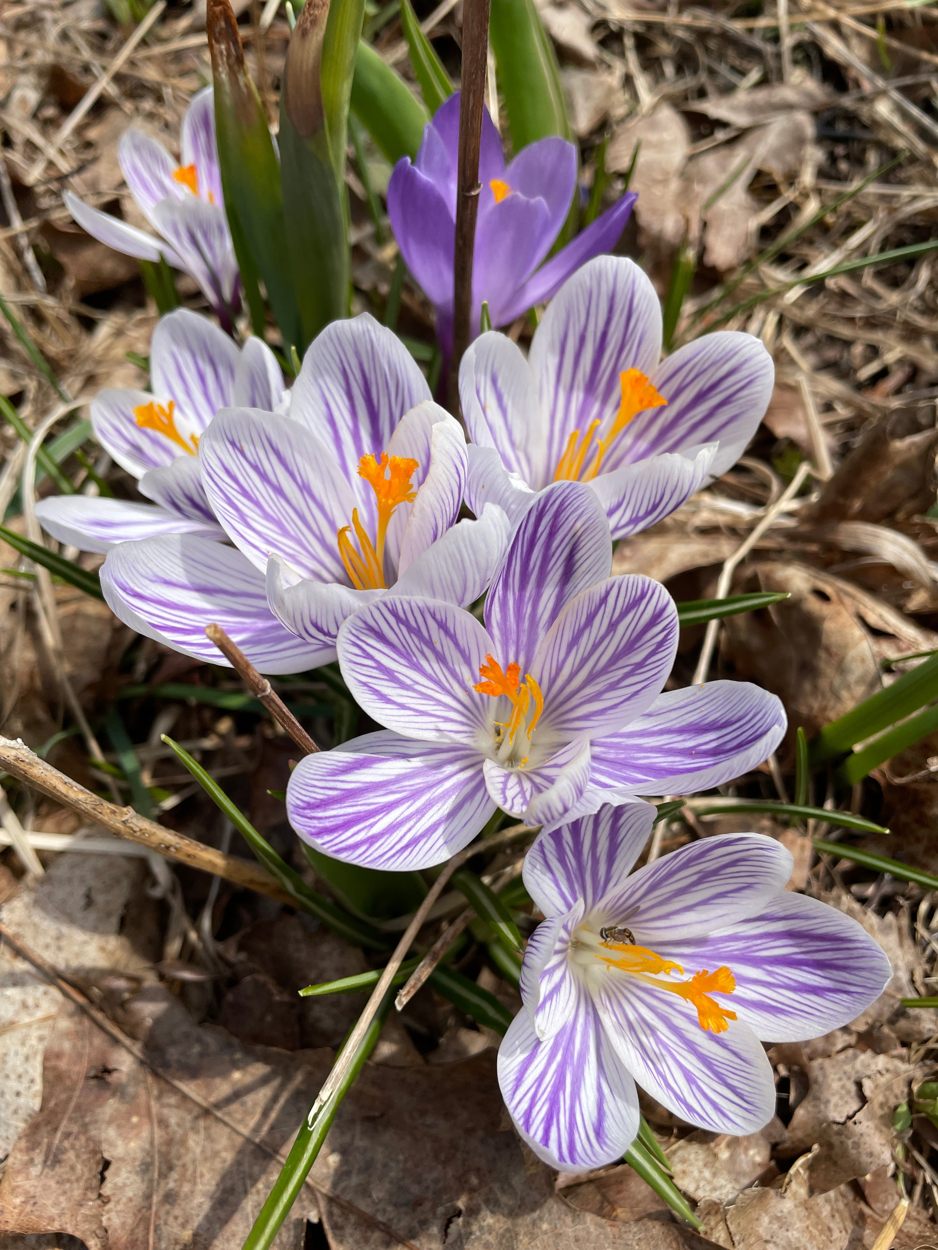 Green Medicine CSA Share - Spring