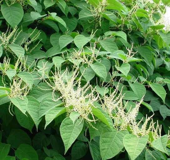 Japanese Knotweed Japanese Knotweed