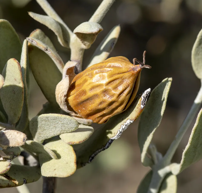 Jojoba Oil Jojoba Oil