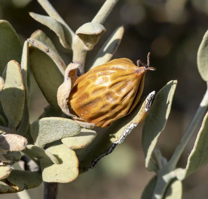 Jojoba Oil