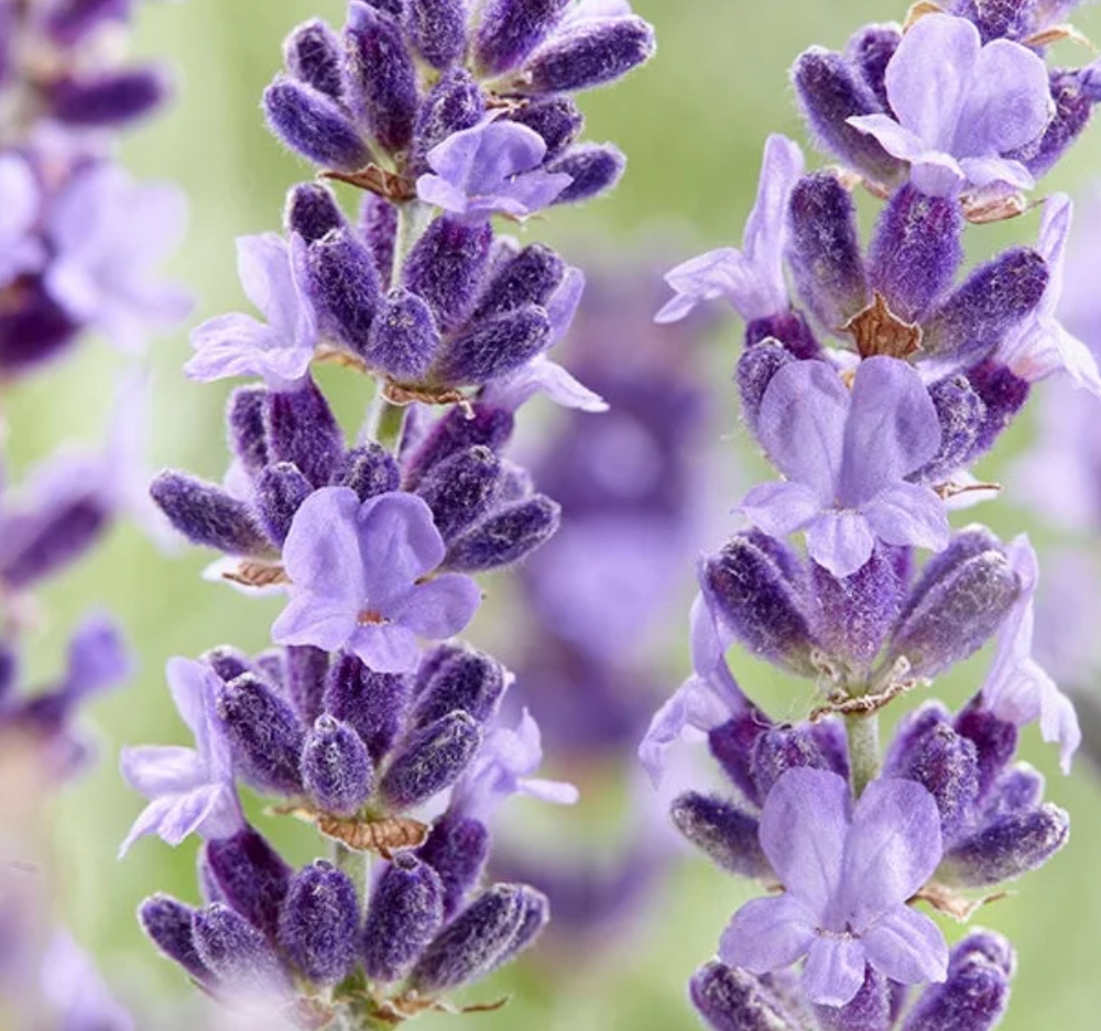 Lavender Lavender