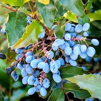 Oregon Grape Root Oregon Grape Root