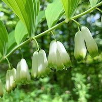 Solomon's seal Solomon's seal