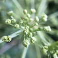 Angelica Angelica