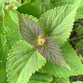 Anise Hyssop Anise Hyssop