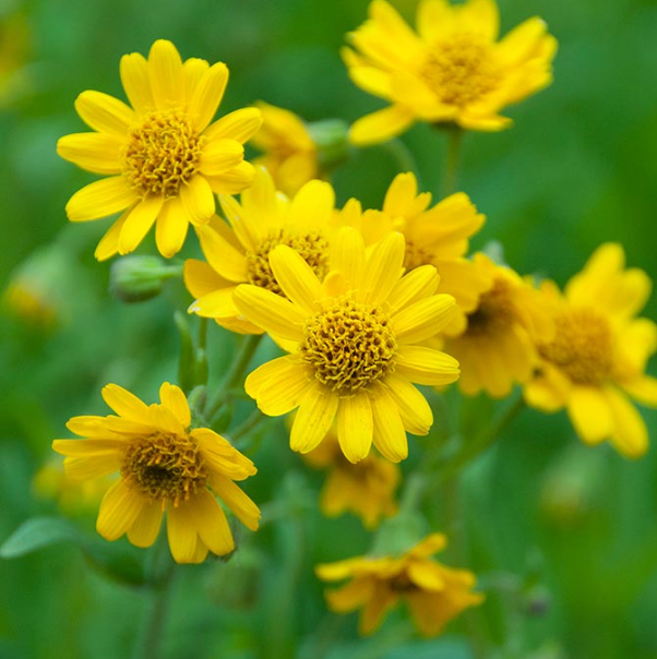 Arnica Arnica