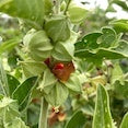 Ashwagandha Ashwagandha