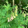 Astragalus Astragalus