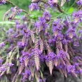 Blue Vervain Blue Vervain