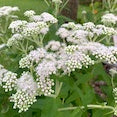Boneset Boneset