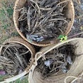 Burdock Burdock