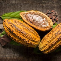 Cacao Cacao