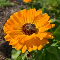 Calendula Calendula