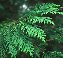 Cedar Cedar
