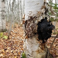 Chaga Mushroom Chaga Mushroom