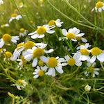 German chamomile German chamomile