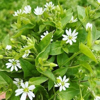 Chickweed Chickweed