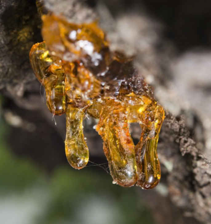 Copaiba Resin Copaiba Resin