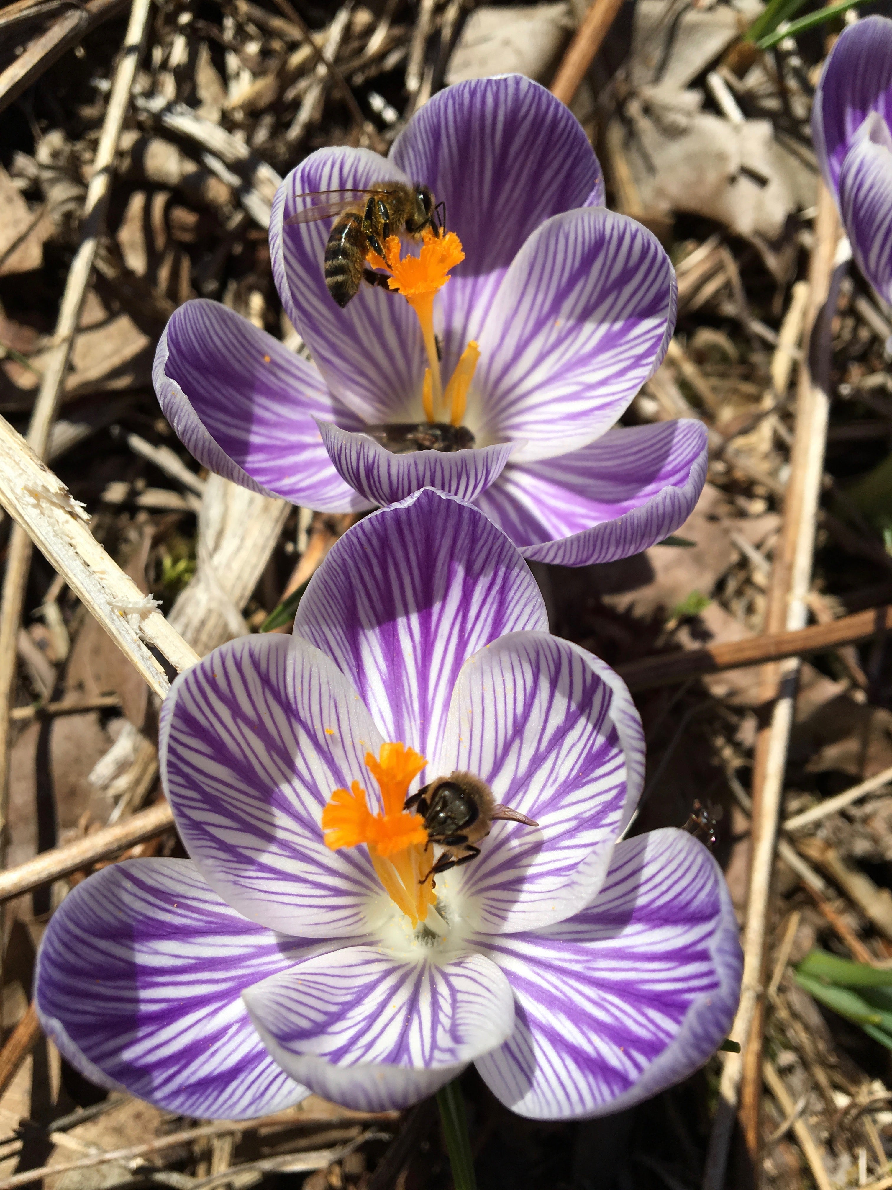 Green Medicine CSA Share - Spring