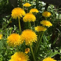 Dandelion Dandelion
