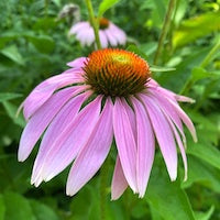 Echinacea Echinacea