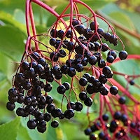 Elderberry Elderberry