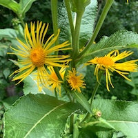 Elecampane Elecampane