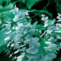 Eucalyptus Eucalyptus
