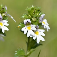 Eyebright Eyebright