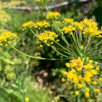 Fennel Fennel