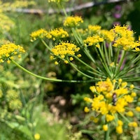 Fennel