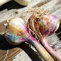 Garlic Garlic