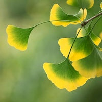 Ginkgo Ginkgo