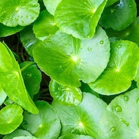Gotu Kola Gotu Kola