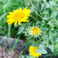 Gumweed Gumweed
