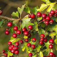 Hawthorn Berry Hawthorn Berry