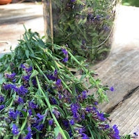 Hyssop Hyssop