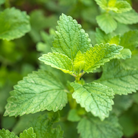Lemon Balm Lemon Balm