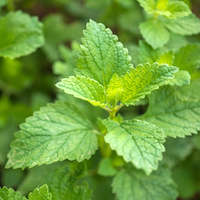 Lemon Balm