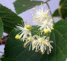 Linden Linden