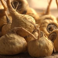 Maca Maca
