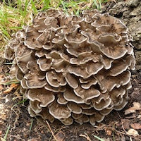 Maitake Mushroom